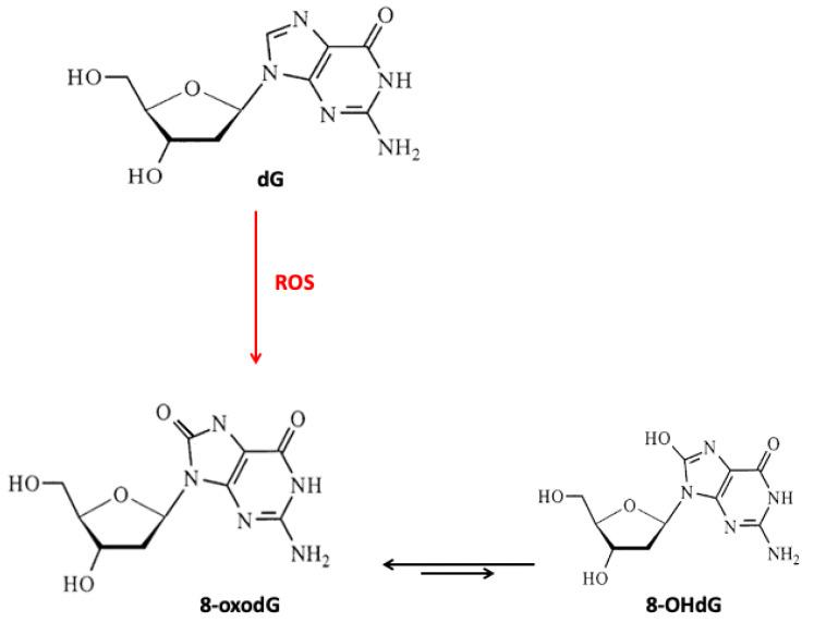 https://cdn.ncbi.nlm.nih.gov/pmc/blobs/e4a7/7692274/802171a4f873/nutrients-12-03364-g002.jpg