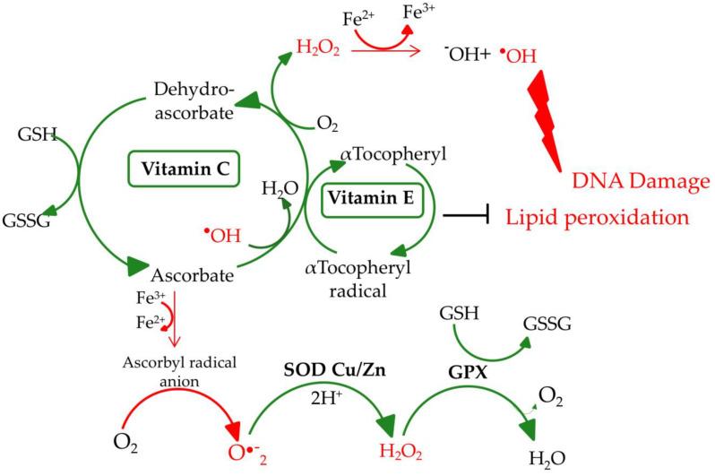 https://cdn.ncbi.nlm.nih.gov/pmc/blobs/e4a7/7692274/b7c94a2ef44b/nutrients-12-03364-g001.jpg