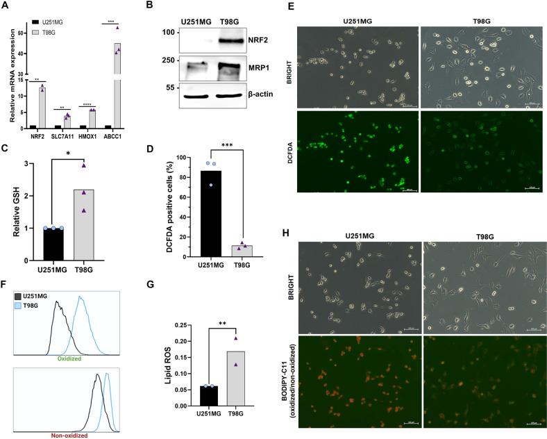 https://cdn.ncbi.nlm.nih.gov/pmc/blobs/e4b1/9270336/cff542b5d8b0/41419_2022_5044_Fig2_HTML.jpg