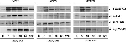 https://cdn.ncbi.nlm.nih.gov/pmc/blobs/e4b5/2480488/337047c90b91/10456_2007_9087_Fig5_HTML.jpg