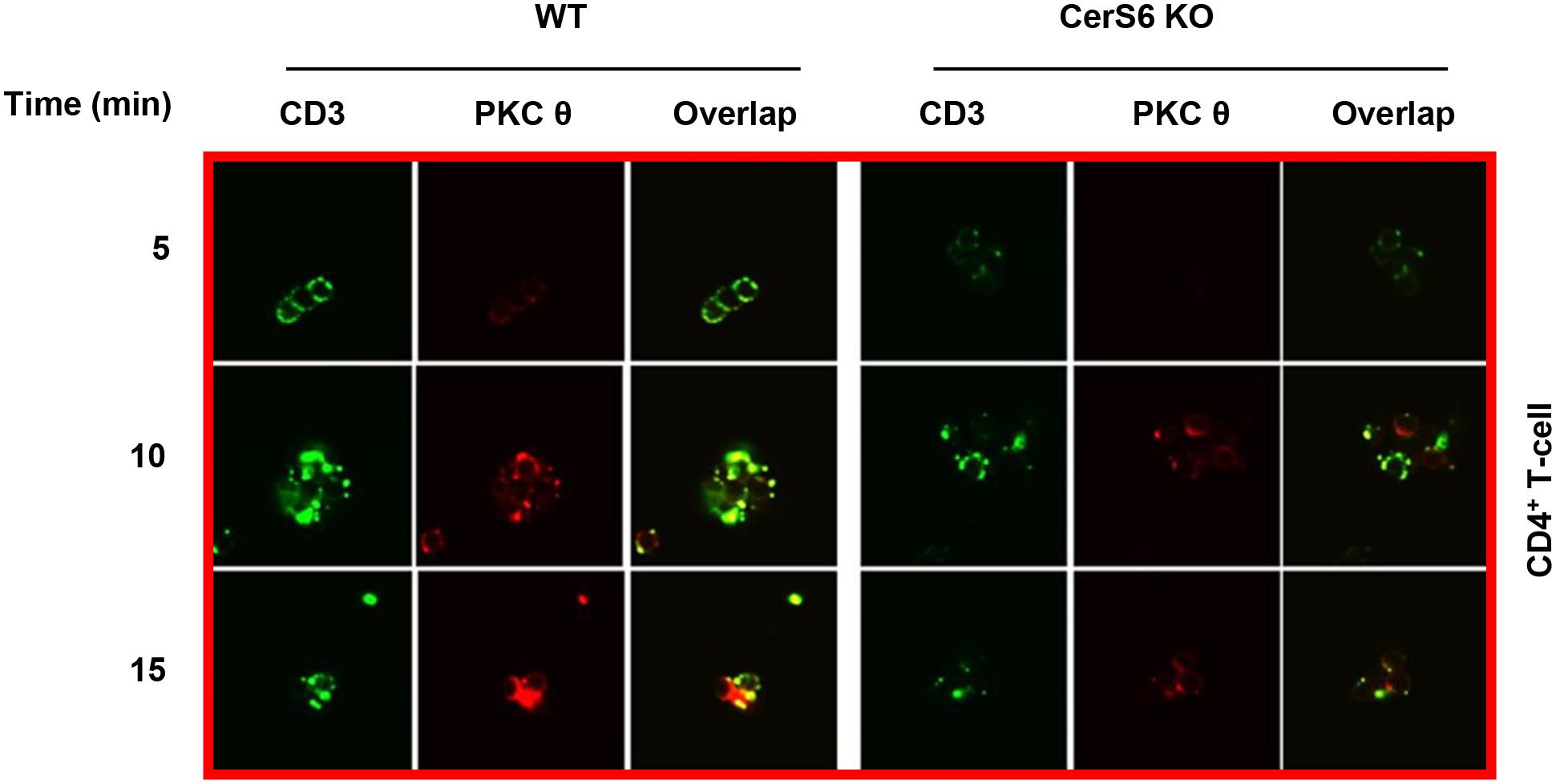 https://cdn.ncbi.nlm.nih.gov/pmc/blobs/e4b7/9256768/7e6fdecaa3d9/nihms-1800384-f0006.jpg