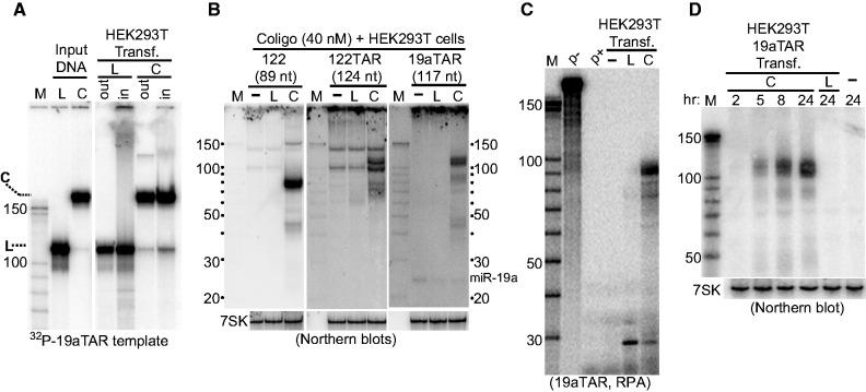 https://cdn.ncbi.nlm.nih.gov/pmc/blobs/e4b9/3575851/62e82e8e517e/gks1334f5p.jpg