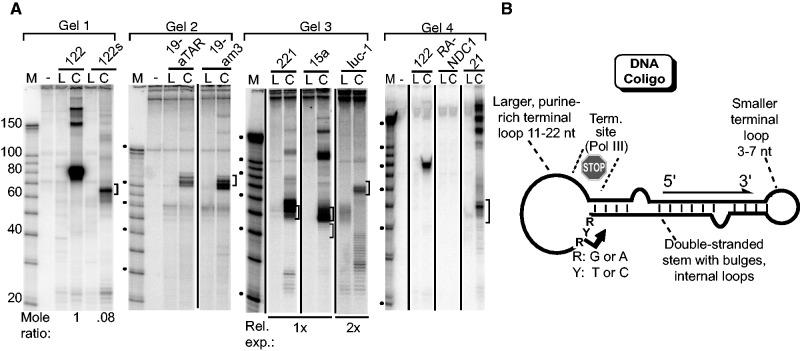 https://cdn.ncbi.nlm.nih.gov/pmc/blobs/e4b9/3575851/e3ce72bbedd9/gks1334f2p.jpg