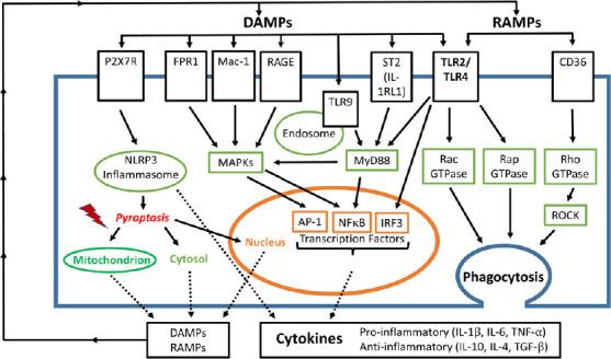 https://cdn.ncbi.nlm.nih.gov/pmc/blobs/e4ba/7996015/9f4051f44f76/NRR-16-423-g001.jpg
