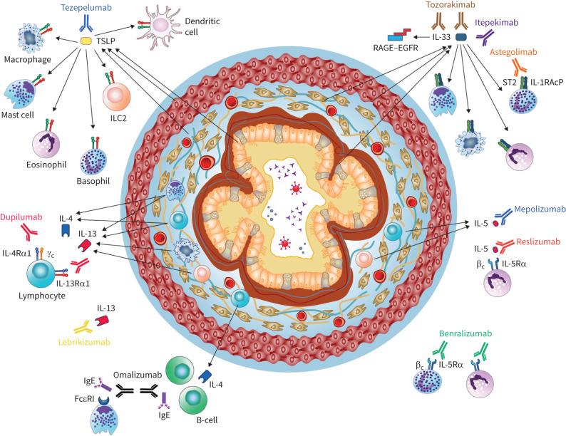 https://cdn.ncbi.nlm.nih.gov/pmc/blobs/e4bb/11024394/40759a31932b/ERJ-01619-2023.02.jpg