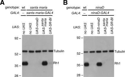 https://cdn.ncbi.nlm.nih.gov/pmc/blobs/e4c0/2064138/05a280f4f09e/jcb1770305f06.jpg