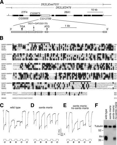 https://cdn.ncbi.nlm.nih.gov/pmc/blobs/e4c0/2064138/73089ec2c1c6/jcb1770305f02.jpg
