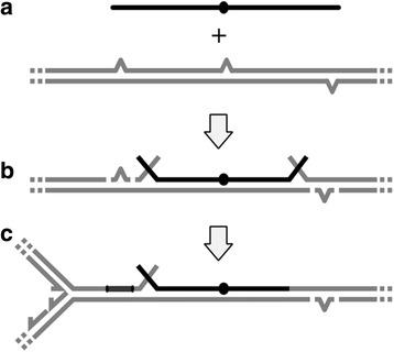 https://cdn.ncbi.nlm.nih.gov/pmc/blobs/e4c1/5312590/d2b096e465fb/12866_2017_953_Fig3_HTML.jpg