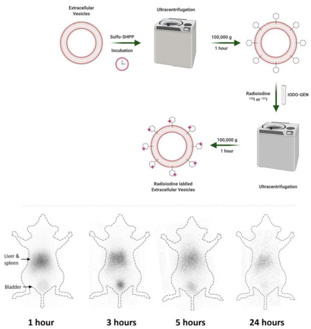 https://cdn.ncbi.nlm.nih.gov/pmc/blobs/e4c2/8875160/49d1f70e03f2/nanomaterials-12-00582-g003.jpg