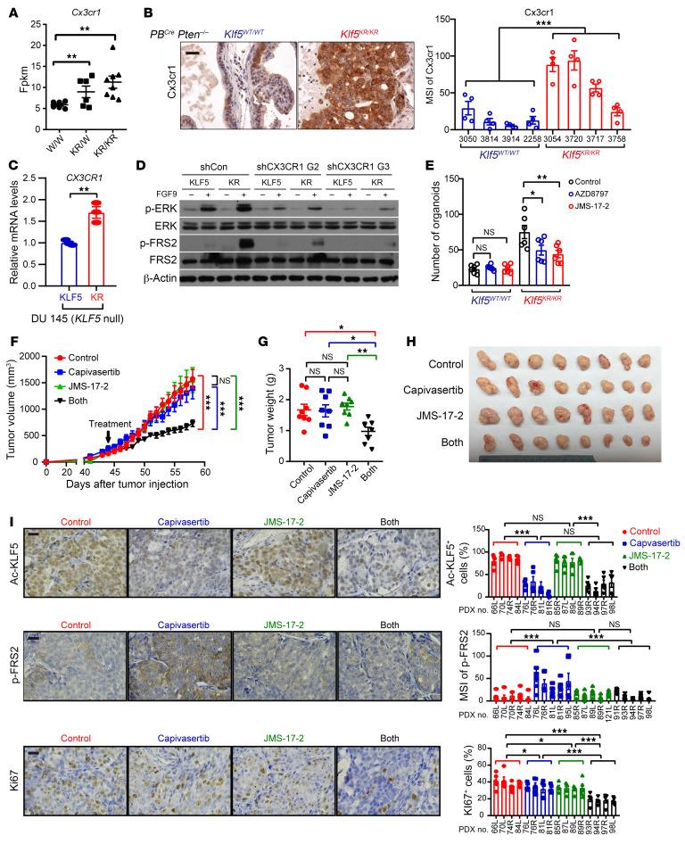 https://cdn.ncbi.nlm.nih.gov/pmc/blobs/e4c4/11245161/392318efc85f/jci-134-175949-g061.jpg