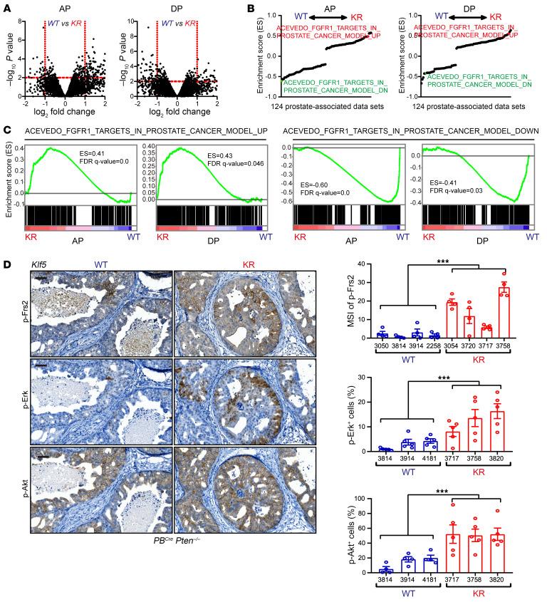 https://cdn.ncbi.nlm.nih.gov/pmc/blobs/e4c4/11245161/860bad7cb9b8/jci-134-175949-g056.jpg