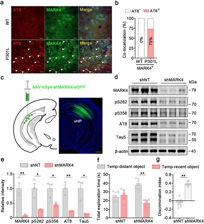 https://cdn.ncbi.nlm.nih.gov/pmc/blobs/e4c5/11877784/47219bdc5582/40035_2025_473_Fig6_HTML.jpg