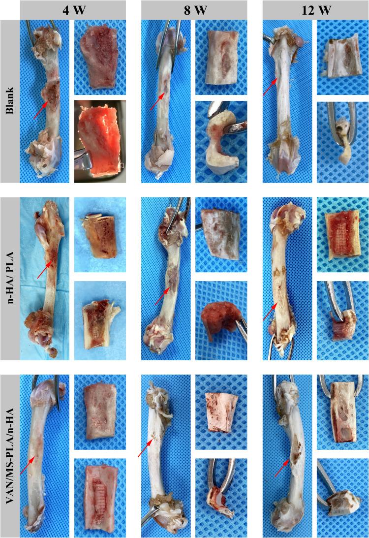https://cdn.ncbi.nlm.nih.gov/pmc/blobs/e4c7/9868285/563c15daf0c7/IJN-18-307-g0006.jpg