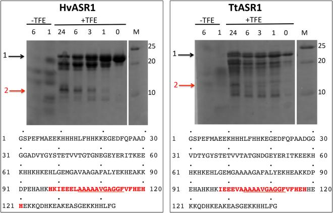 https://cdn.ncbi.nlm.nih.gov/pmc/blobs/e4cb/5686140/b186235075a0/41598_2017_15299_Fig9_HTML.jpg