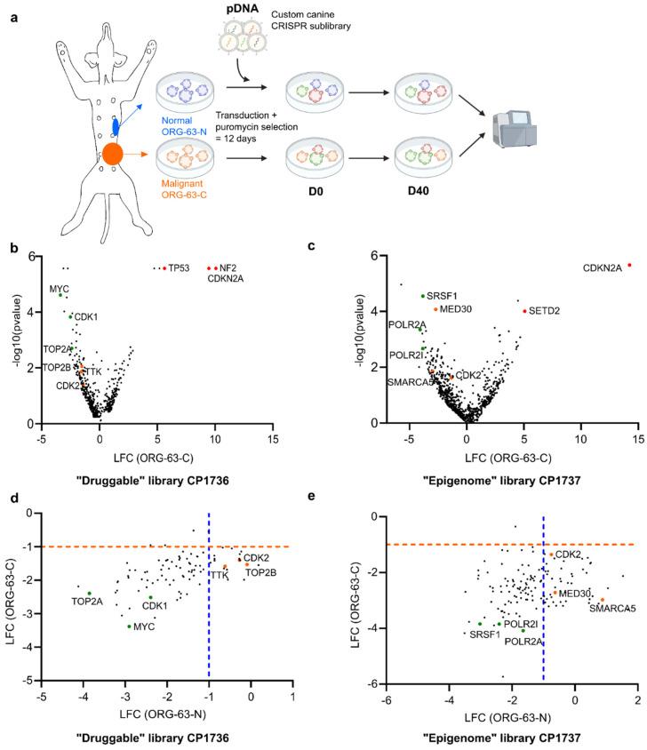 https://cdn.ncbi.nlm.nih.gov/pmc/blobs/e4cf/11861728/8eea1c99ff32/vetsci-12-00183-g001.jpg