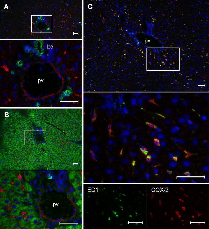 https://cdn.ncbi.nlm.nih.gov/pmc/blobs/e4d6/3262142/51ab2f793d48/418_2011_889_Fig2_HTML.jpg