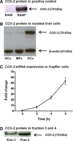 https://cdn.ncbi.nlm.nih.gov/pmc/blobs/e4d6/3262142/964d29775940/418_2011_889_Fig8_HTML.jpg