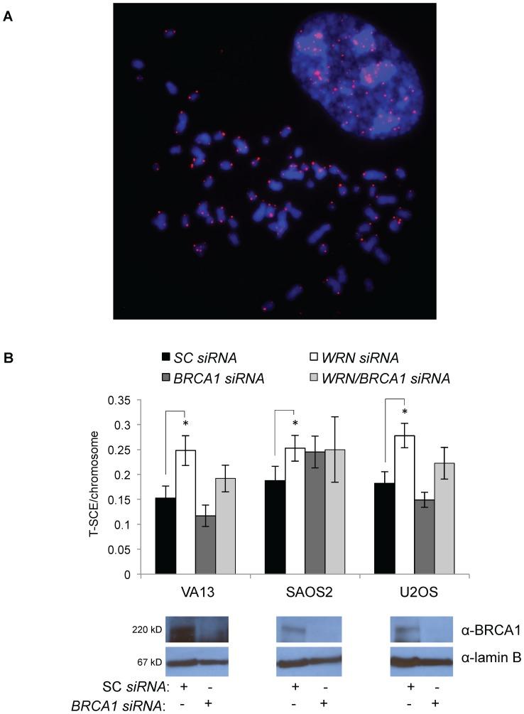 https://cdn.ncbi.nlm.nih.gov/pmc/blobs/e4d7/3977986/8da1cbd879b8/pone.0093991.g010.jpg