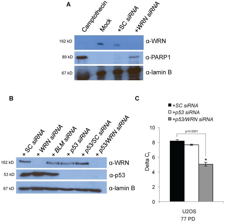 https://cdn.ncbi.nlm.nih.gov/pmc/blobs/e4d7/3977986/e6714b0cf6ab/pone.0093991.g002.jpg