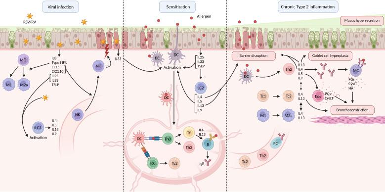 https://cdn.ncbi.nlm.nih.gov/pmc/blobs/e4d8/12237667/d578e291cf21/fimmu-16-1572787-g001.jpg