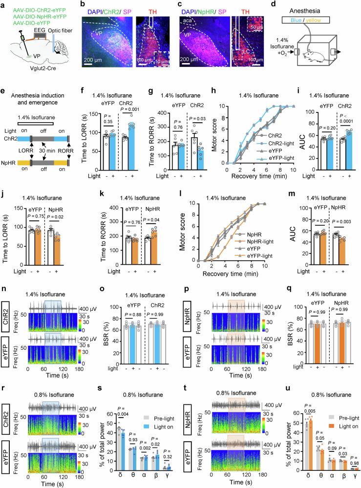 https://cdn.ncbi.nlm.nih.gov/pmc/blobs/e4df/12084612/3c8deff45905/41467_2025_59857_Fig6_HTML.jpg