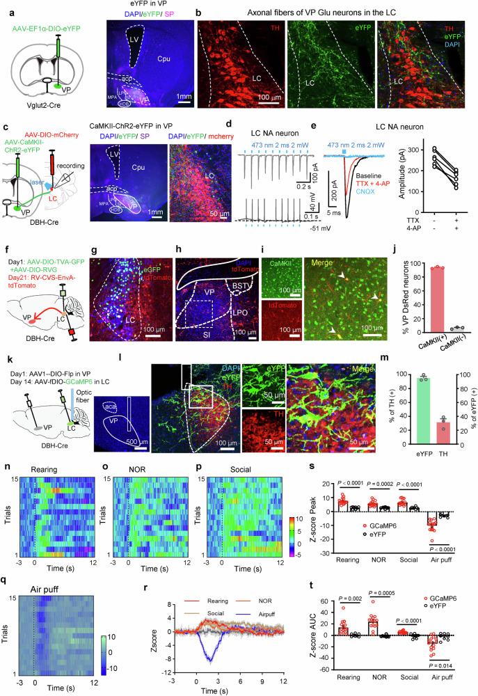 https://cdn.ncbi.nlm.nih.gov/pmc/blobs/e4df/12084612/3e89d8f5ffda/41467_2025_59857_Fig4_HTML.jpg