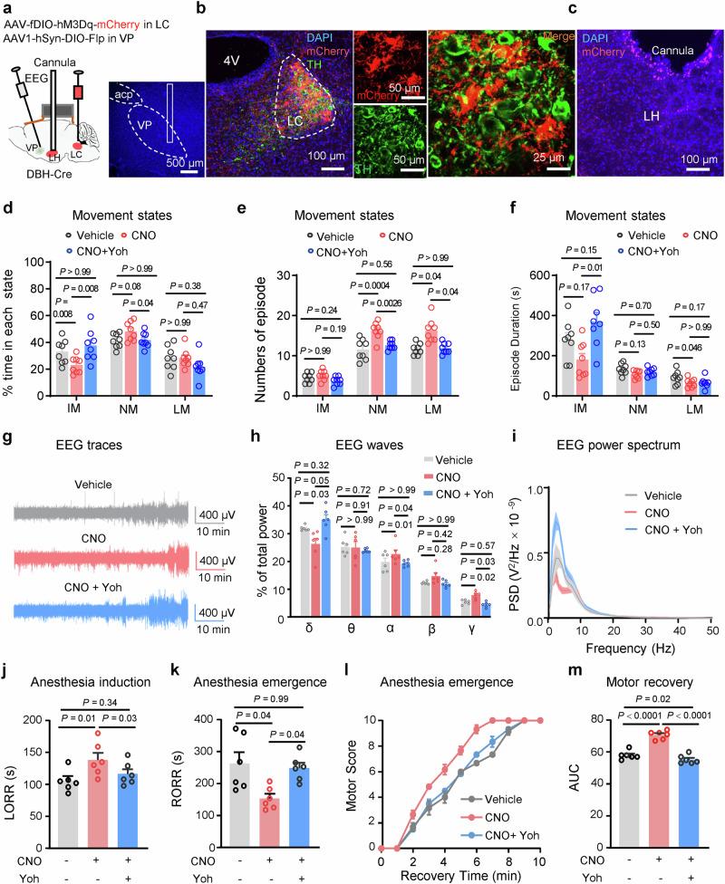 https://cdn.ncbi.nlm.nih.gov/pmc/blobs/e4df/12084612/45f473f60163/41467_2025_59857_Fig8_HTML.jpg