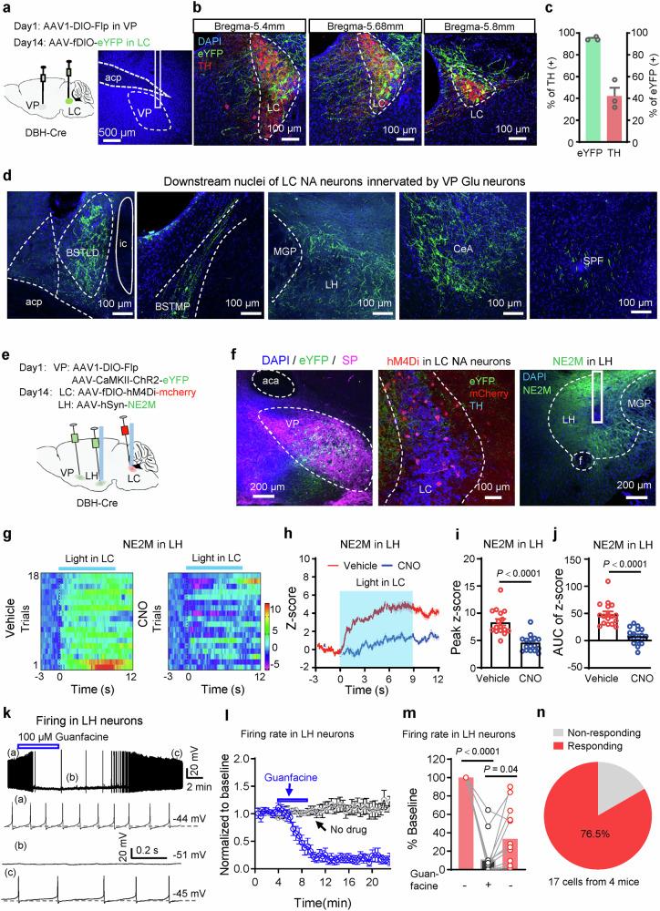 https://cdn.ncbi.nlm.nih.gov/pmc/blobs/e4df/12084612/844abaaa024b/41467_2025_59857_Fig7_HTML.jpg