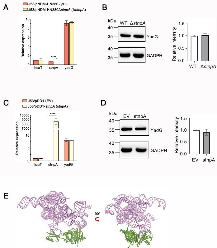 https://cdn.ncbi.nlm.nih.gov/pmc/blobs/e4e5/11980398/cb9f31a921c7/mbio.03814-24.f007.jpg