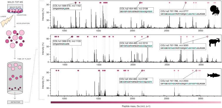 https://cdn.ncbi.nlm.nih.gov/pmc/blobs/e4e6/9171758/9dab1b7c44fb/pnas.2109323119fig02.jpg