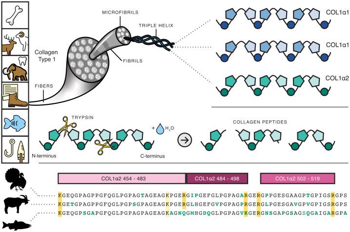 https://cdn.ncbi.nlm.nih.gov/pmc/blobs/e4e6/9171758/c2b758e03acf/pnas.2109323119fig01.jpg