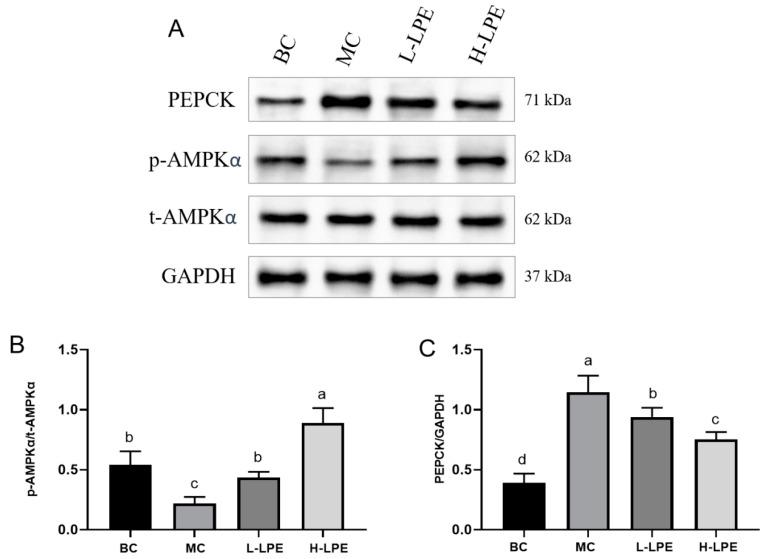 https://cdn.ncbi.nlm.nih.gov/pmc/blobs/e4ec/11047702/398a7b5979d0/antioxidants-13-00495-g008.jpg