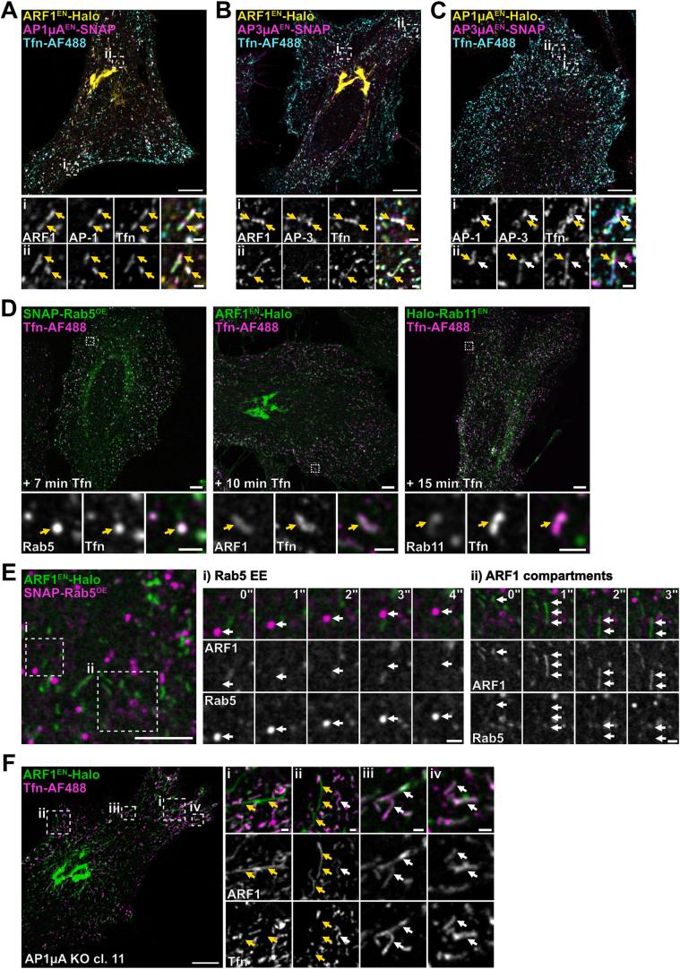 https://cdn.ncbi.nlm.nih.gov/pmc/blobs/e4f8/11567898/be184fef0411/41556_2024_1518_Fig15_ESM.jpg
