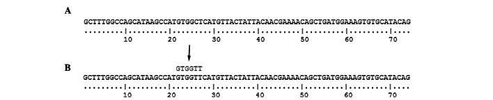 https://cdn.ncbi.nlm.nih.gov/pmc/blobs/e502/3678577/5ec8b75dd7cc/OL-05-05-1710-g01.jpg
