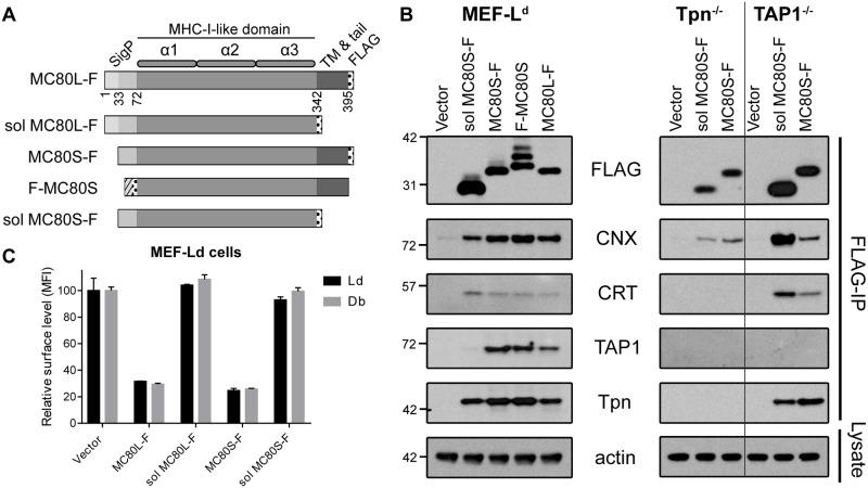 https://cdn.ncbi.nlm.nih.gov/pmc/blobs/e505/6508746/cded103797b4/ppat.1007711.g004.jpg