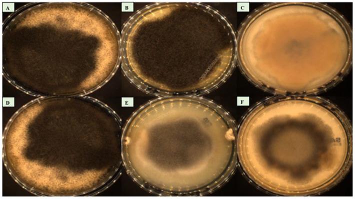 https://cdn.ncbi.nlm.nih.gov/pmc/blobs/e508/10820596/c9506a4f013b/jof-10-00064-g006.jpg
