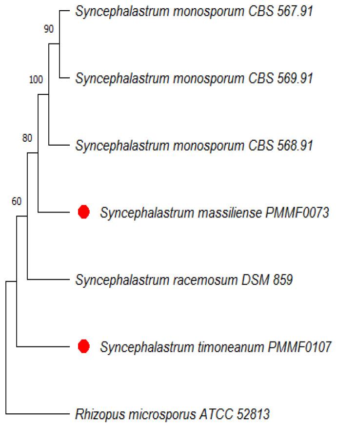 https://cdn.ncbi.nlm.nih.gov/pmc/blobs/e508/10820596/d782837e16db/jof-10-00064-g004.jpg
