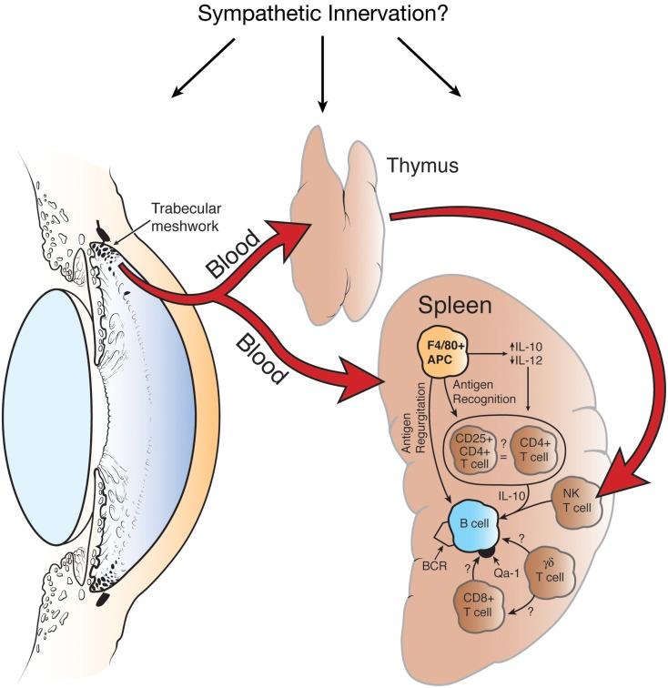 https://cdn.ncbi.nlm.nih.gov/pmc/blobs/e50c/3374415/9c642c3d0837/fimmu-03-00148-g001.jpg