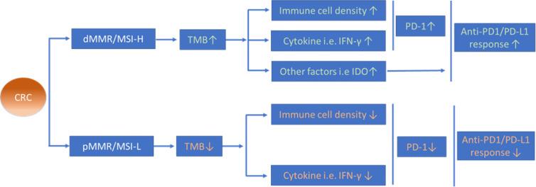 https://cdn.ncbi.nlm.nih.gov/pmc/blobs/e50d/7982849/520a3b358310/fonc-11-573547-g003.jpg