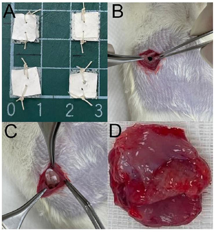 https://cdn.ncbi.nlm.nih.gov/pmc/blobs/e50e/11207985/92f751d20e43/polymers-16-01667-g002.jpg