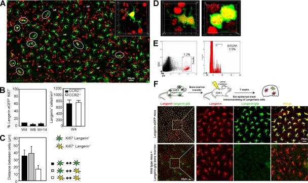 https://cdn.ncbi.nlm.nih.gov/pmc/blobs/e50f/2806478/4614930bc50d/JEM_20091586_RGB_Fig4.jpg