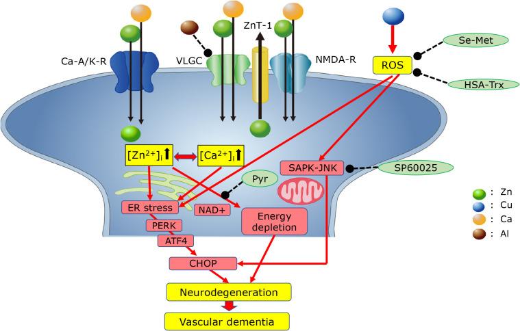 https://cdn.ncbi.nlm.nih.gov/pmc/blobs/e513/9309079/9b1069954d8f/jcbn22-40f03.jpg