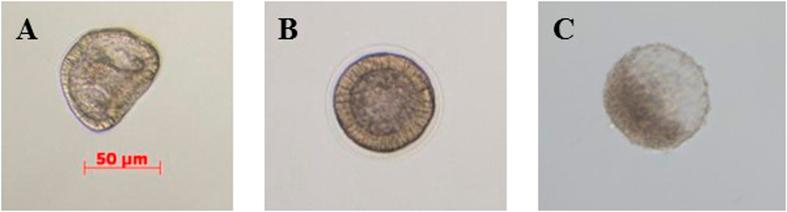 https://cdn.ncbi.nlm.nih.gov/pmc/blobs/e514/4999890/7525f0a0d22a/srep32157-f5.jpg