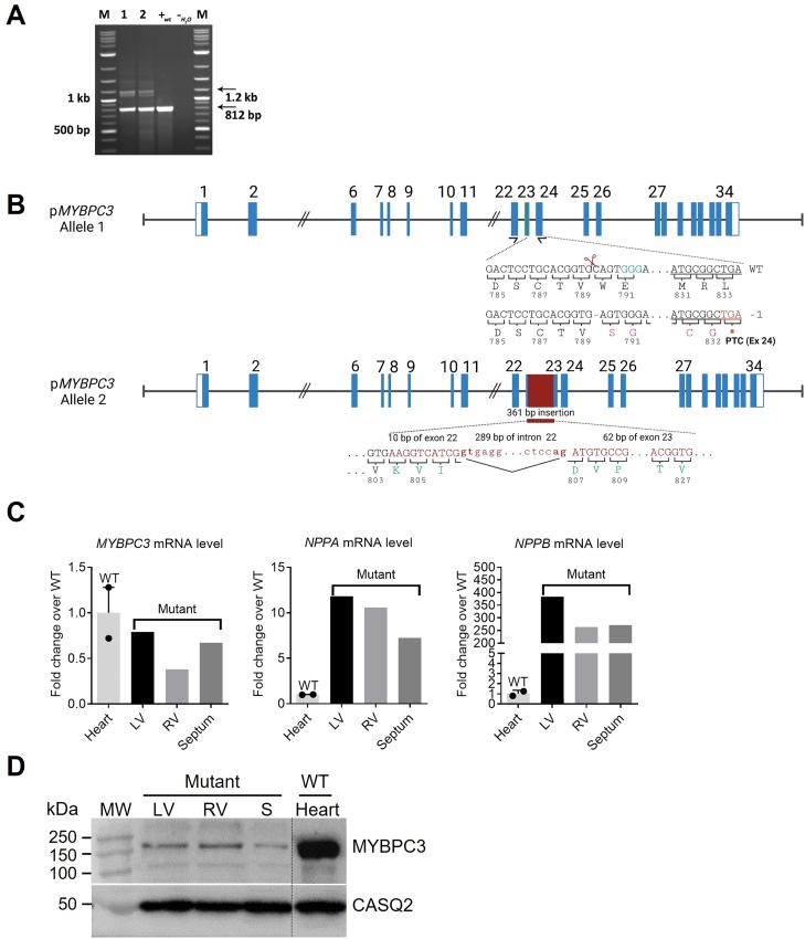 https://cdn.ncbi.nlm.nih.gov/pmc/blobs/e515/12151660/ce7b705bc20b/gr2.jpg