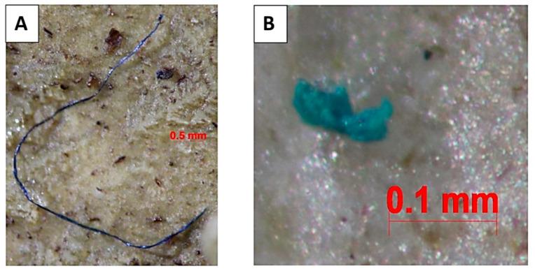 https://cdn.ncbi.nlm.nih.gov/pmc/blobs/e51d/11680410/4de51506217f/vetsci-11-00642-g003.jpg