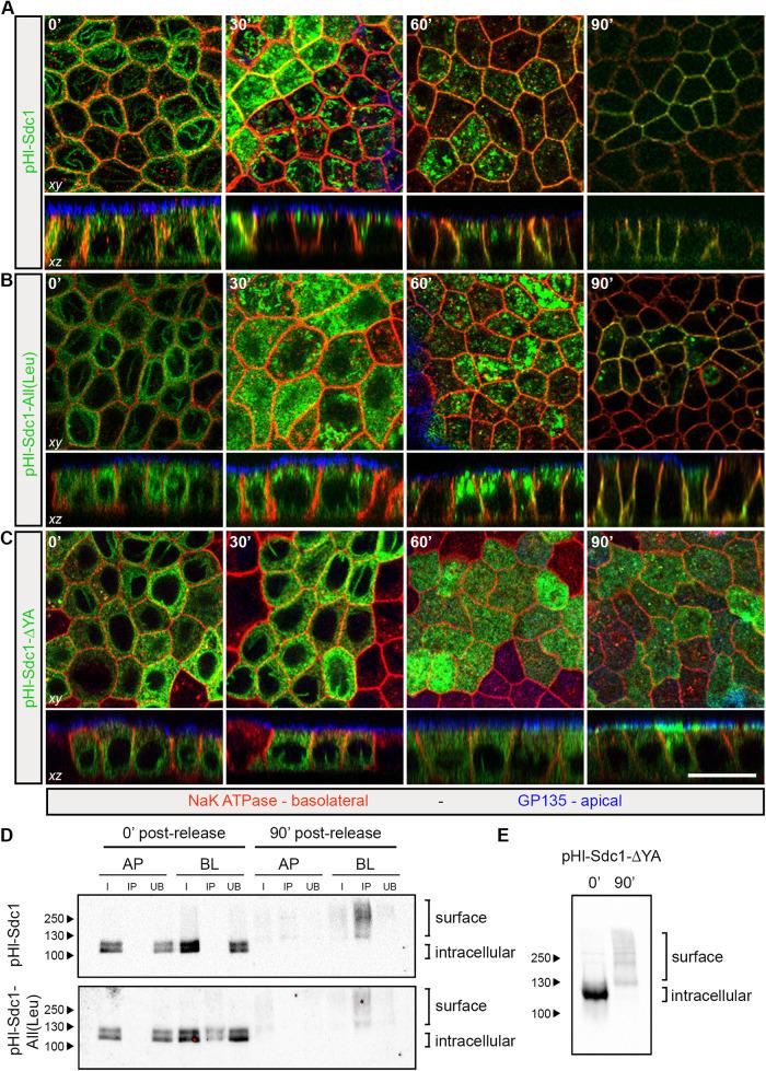 https://cdn.ncbi.nlm.nih.gov/pmc/blobs/e51d/9582621/d9b82ed1a4e5/mbc-33-ar86-g002.jpg