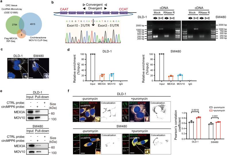 https://cdn.ncbi.nlm.nih.gov/pmc/blobs/e520/10987644/1c6bc7759083/41392_2024_1787_Fig3_HTML.jpg
