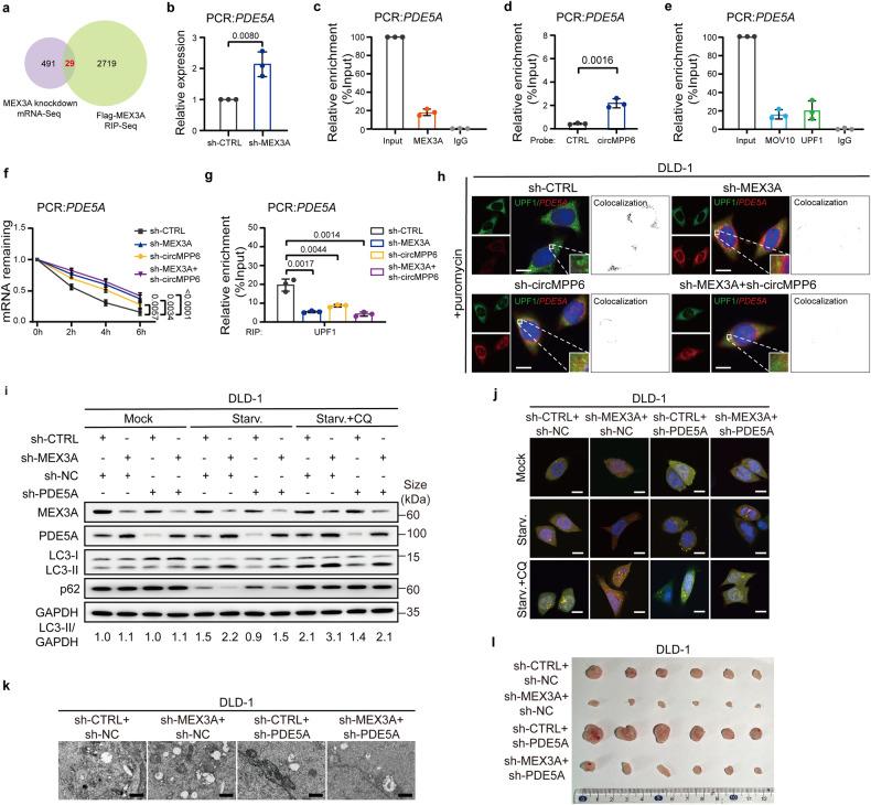 https://cdn.ncbi.nlm.nih.gov/pmc/blobs/e520/10987644/a312f2450b97/41392_2024_1787_Fig5_HTML.jpg