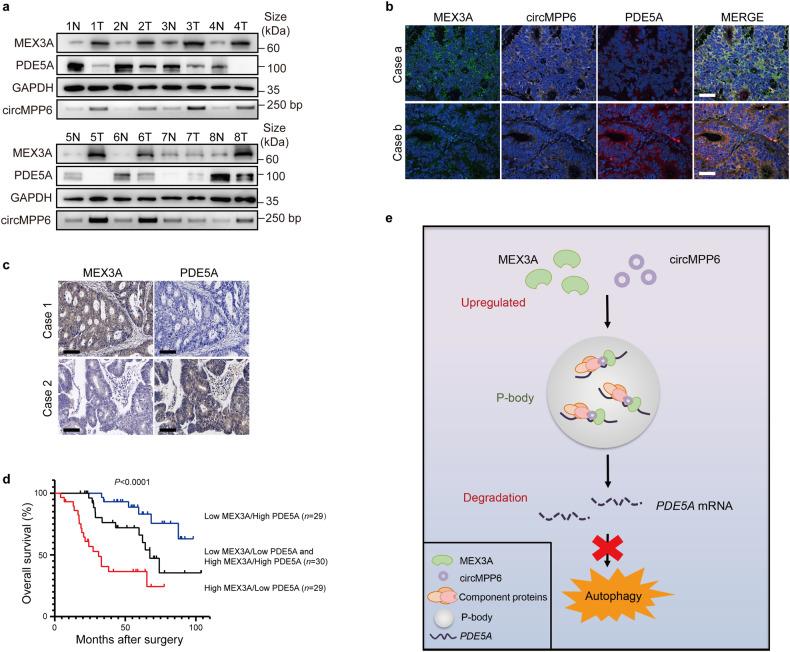 https://cdn.ncbi.nlm.nih.gov/pmc/blobs/e520/10987644/fb08aad5d988/41392_2024_1787_Fig6_HTML.jpg