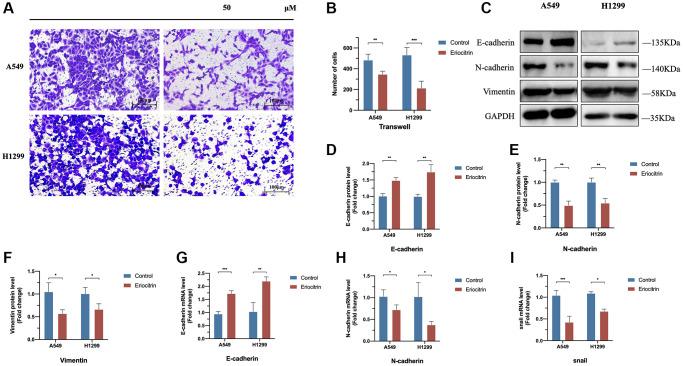 https://cdn.ncbi.nlm.nih.gov/pmc/blobs/e524/10599723/93438e9a489a/aging-15-205049-g002.jpg